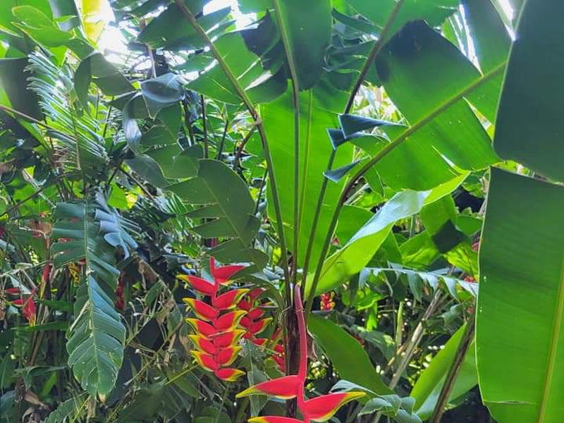 Hawaii Islands Flowers
