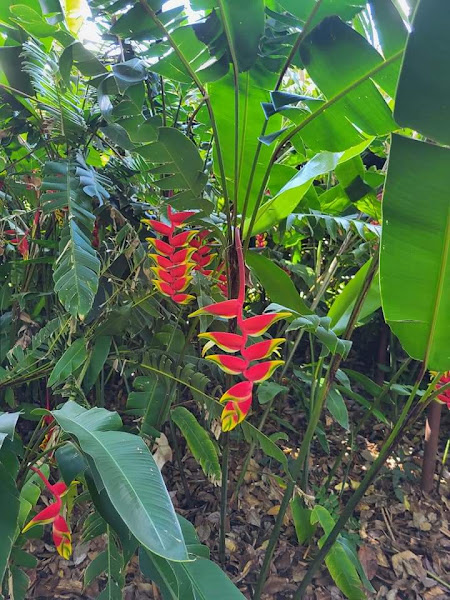 Hawaii Islands Flowers photo 2