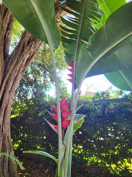 Hawaii Islands Flowers photo 4